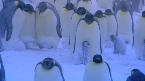 Смотреть Док Фильм Знакомство С Пингвинами Торрент